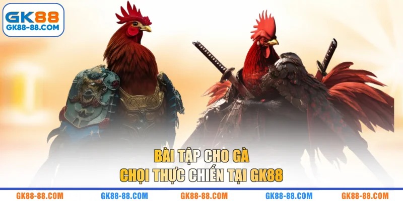 Bài tập cho gà chọi thực chiến tại GK88