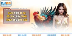 Cách Nuôi Gà Đá Tới Pin