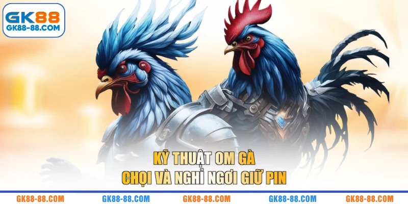 Kỹ thuật om gà chọi và nghỉ ngơi giữ pin